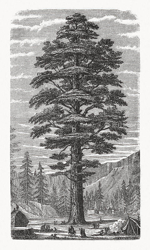 美国加利福尼亚州的红杉(Sequoiadendron giganteum)，木版，1893年出版
